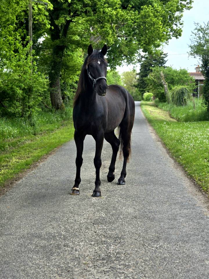 Caballo castrado Trotón Francés En venta 2021 Negro