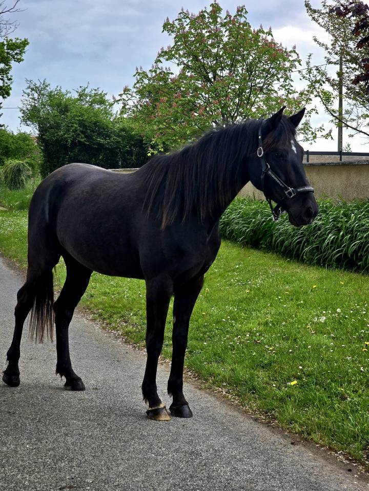 Caballo castrado Trotón Francés En venta 2021 Negro
