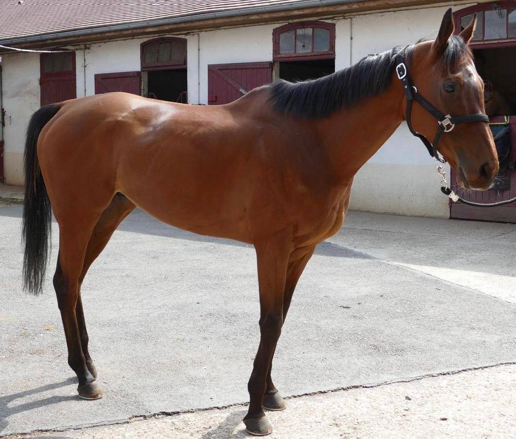 Caballo castrado Pura Sangre En venta 2015 Bayo moreno
