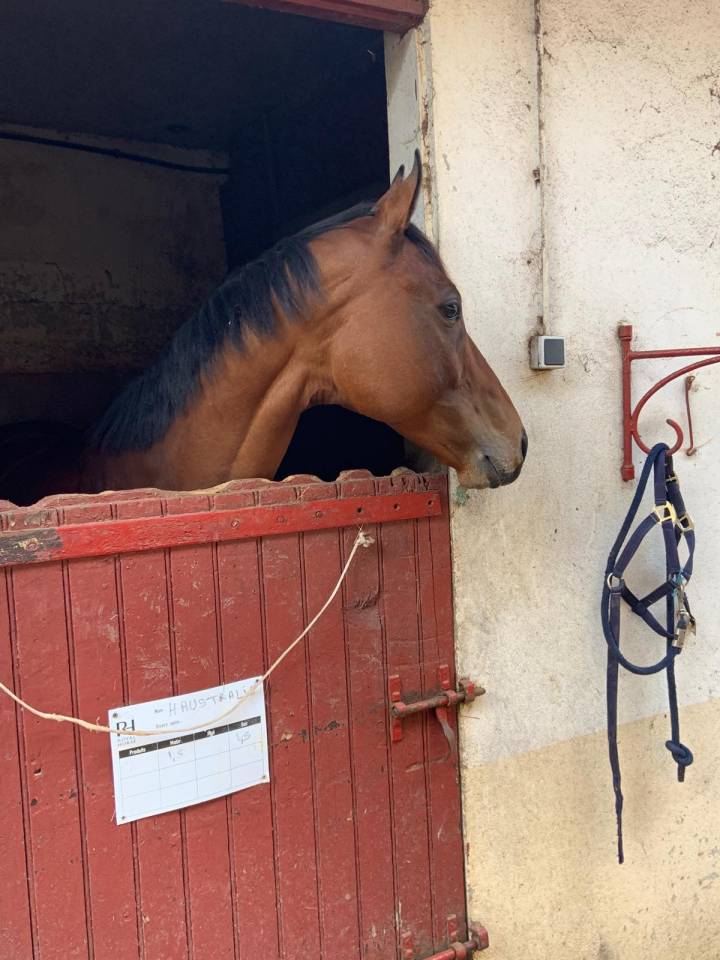 Caballo castrado Pura Sangre En venta 2015 Bayo moreno