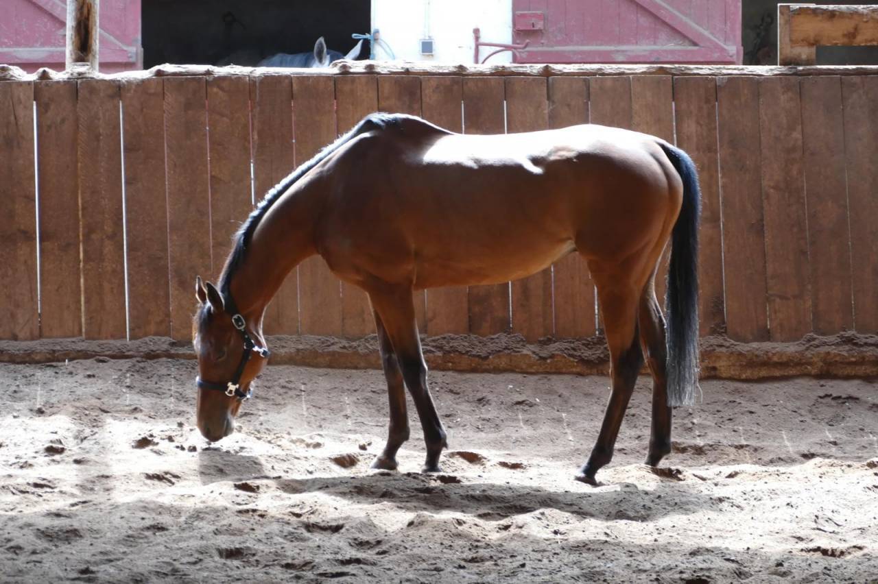 Caballo castrado Pura Sangre En venta 2015 Bayo moreno