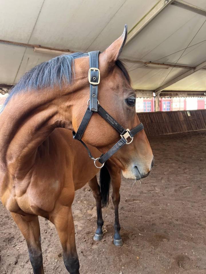 Caballo castrado Pura Sangre En venta 2015 Bayo moreno