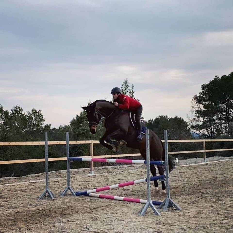 Caballo castrado Oldenburgués En venta 2012 Bayo