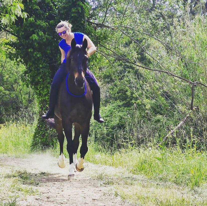 Caballo castrado Oldenburgués En venta 2012 Bayo