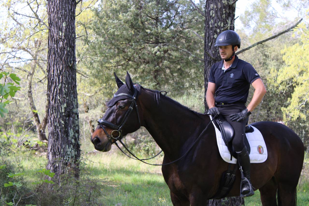 Caballo castrado Oldenburgués En venta 2012 Bayo