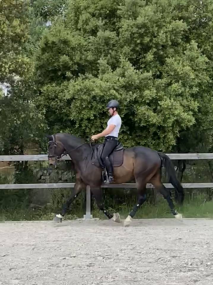 Caballo castrado Oldenburgués En venta 2012 Bayo