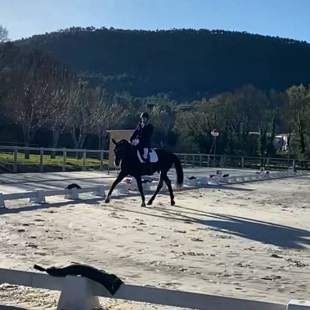 Yegua Oldenburgués En venta 2012 Bayo por Foundation