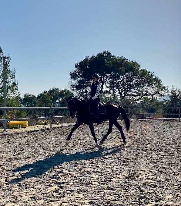 Yegua Oldenburgués En venta 2012 Bayo por Foundation