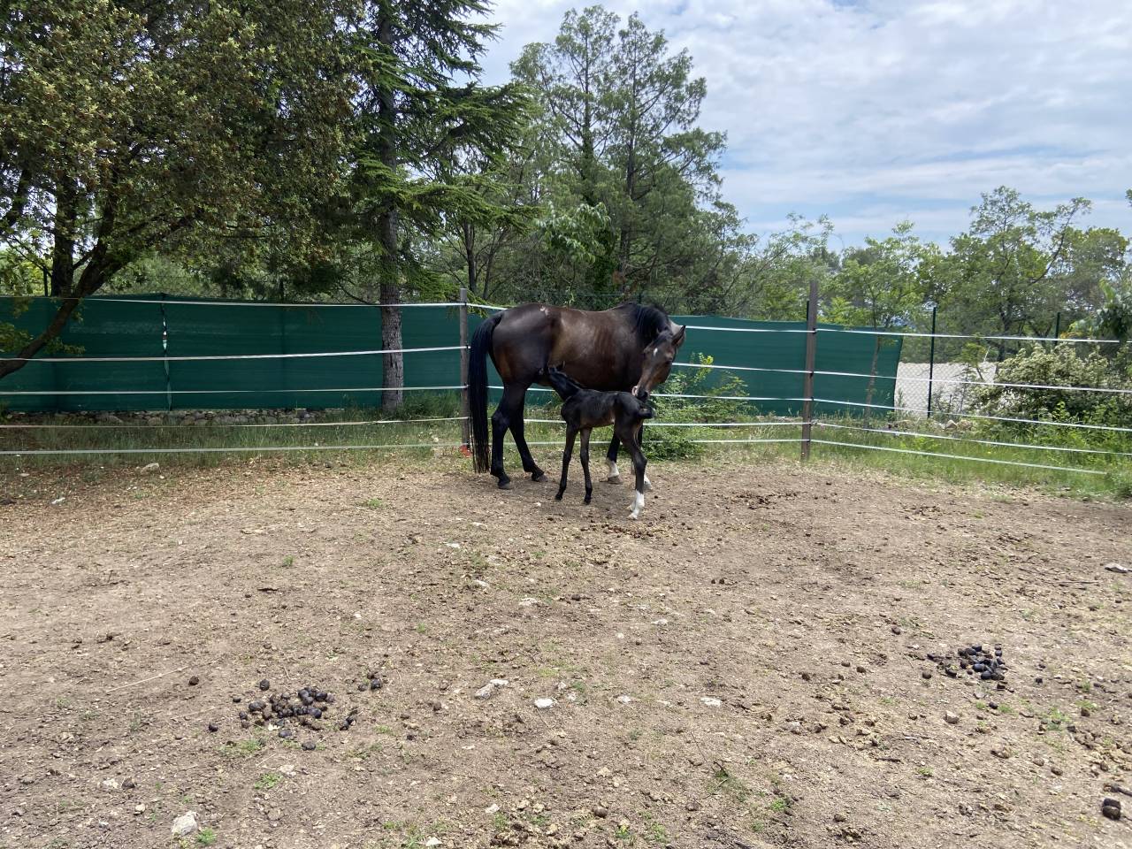Yegua Oldenburgués En venta 2012 Bayo por Foundation