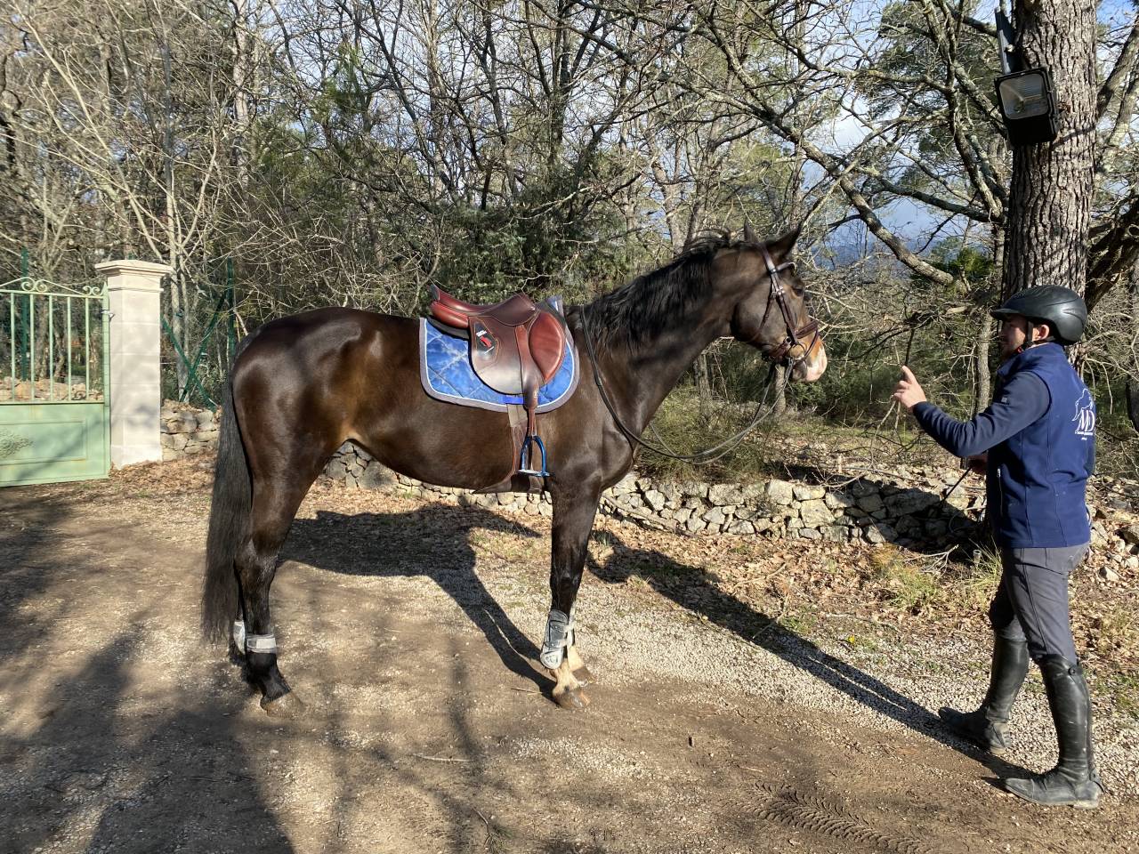 Yegua Oldenburgués En venta 2012 Bayo por Foundation