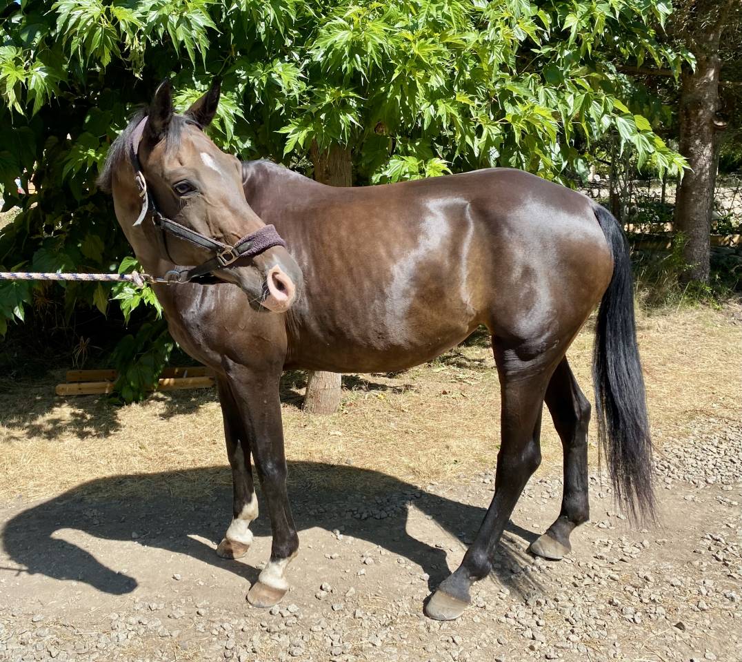 Yegua Oldenburgués En venta 2012 Bayo por Foundation