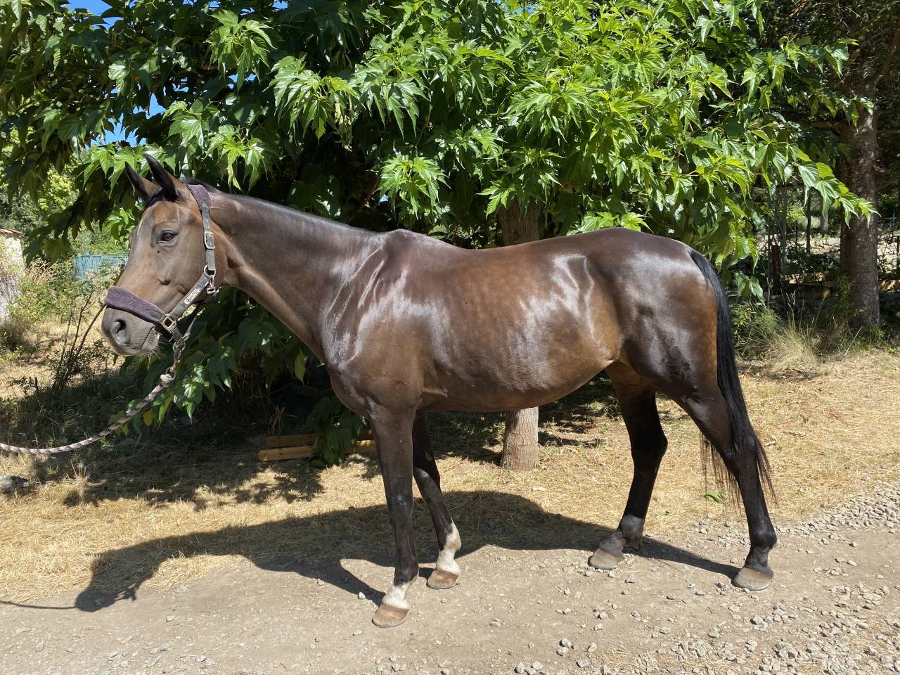 Yegua Oldenburgués En venta 2012 Bayo por Foundation