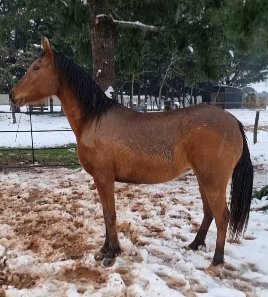 Potranca Pura Sangre Arabe En venta 2022 Bayo por A F MANJAROH 