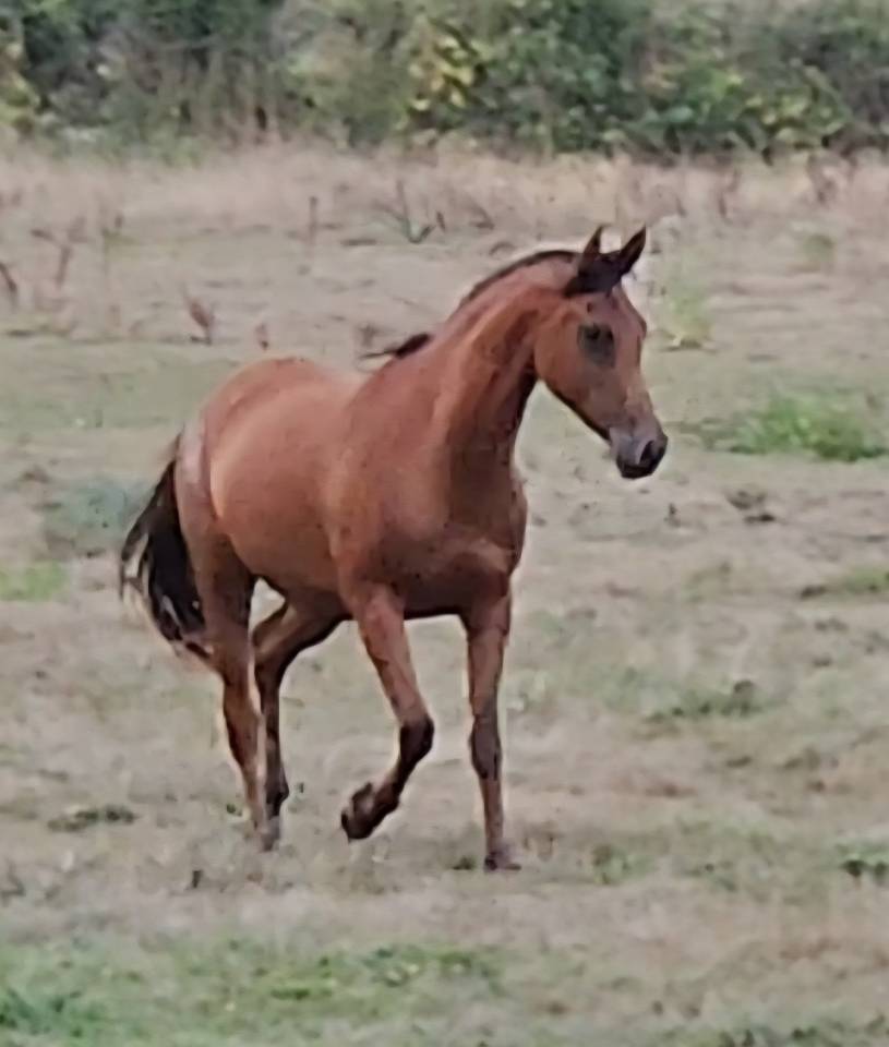 Potranca Pura Sangre Arabe En venta 2022 Bayo por A F MANJAROH 