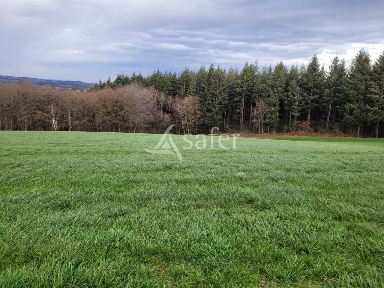 Explotación lechera En venta Cantal