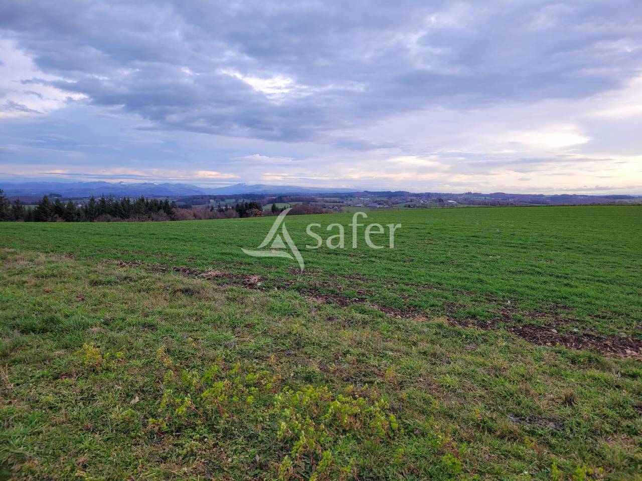 Explotación lechera En venta Cantal