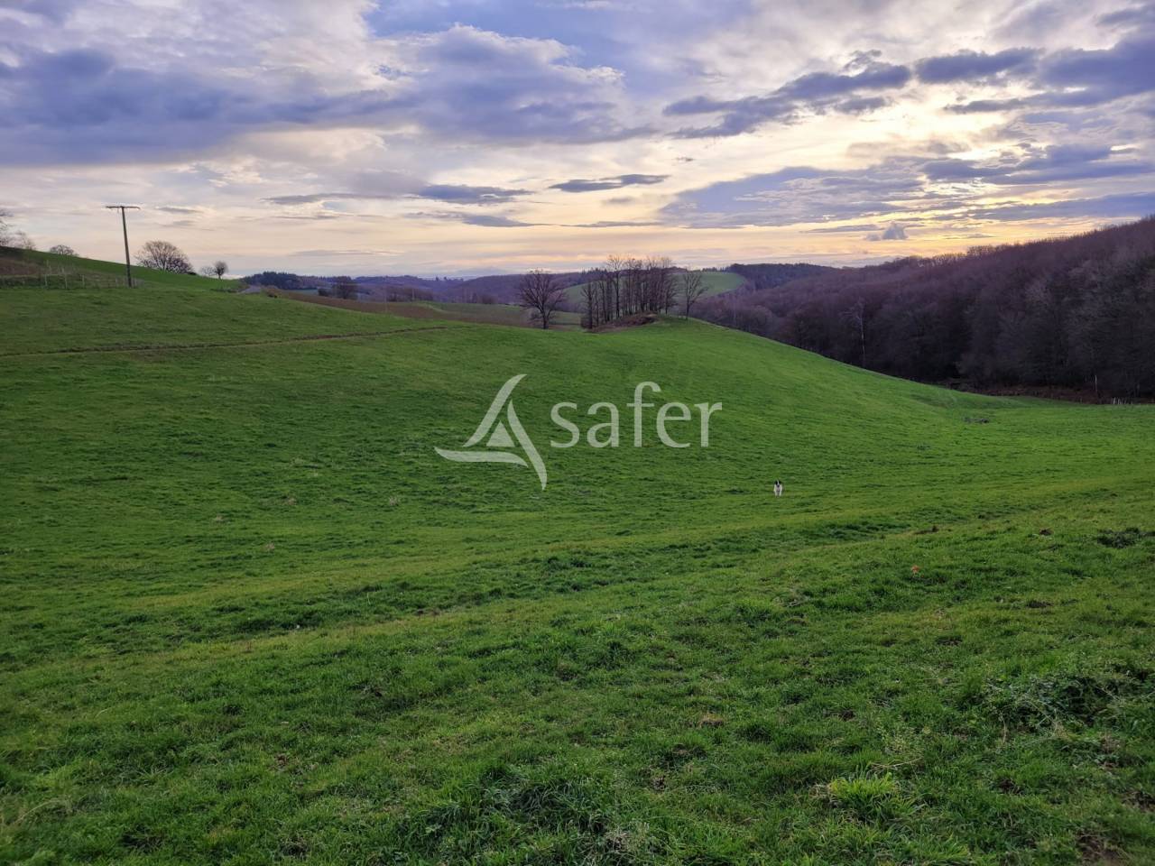 Explotación lechera En venta Cantal