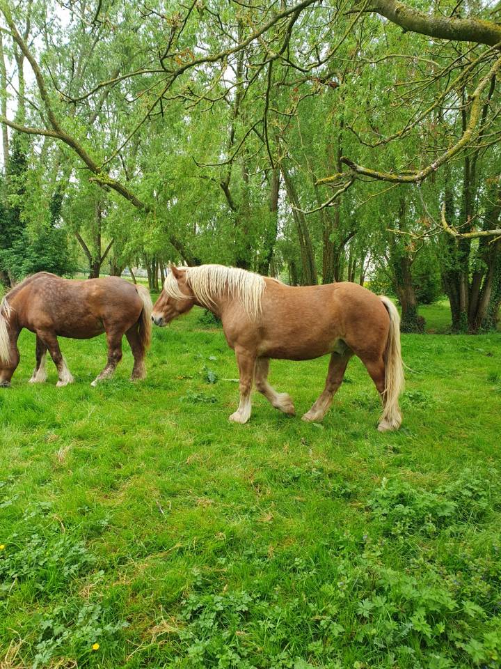 Caballo castrado Tiro Comtois En venta 2022 Alazán