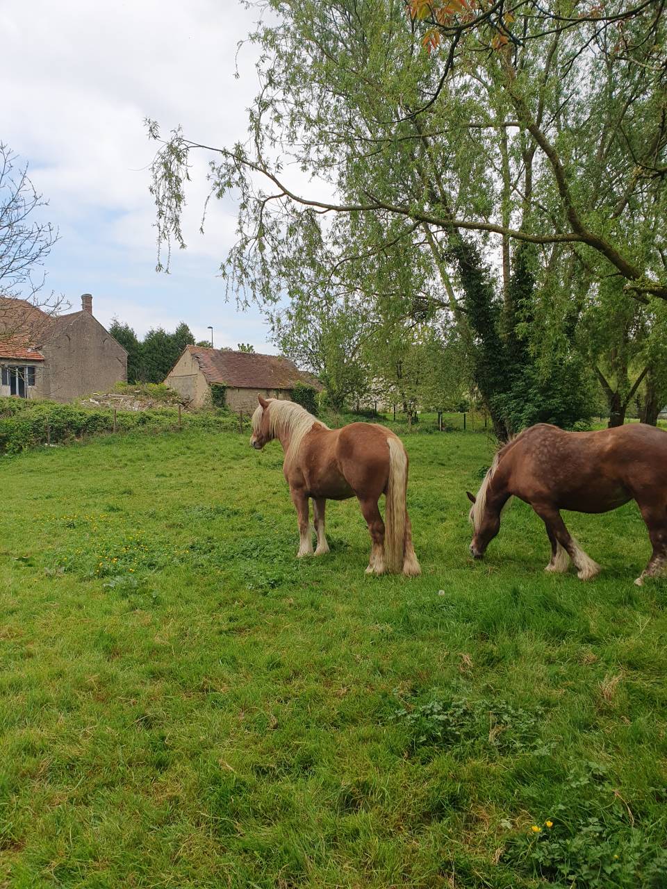Caballo castrado Tiro Comtois En venta 2022 Alazán