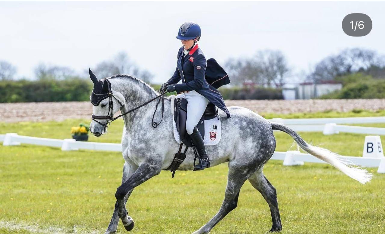 Yegua Silla Francés En venta 2015 Tordo