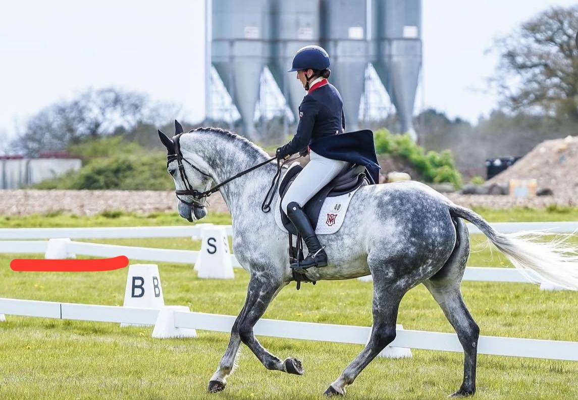Yegua Silla Francés En venta 2015 Tordo