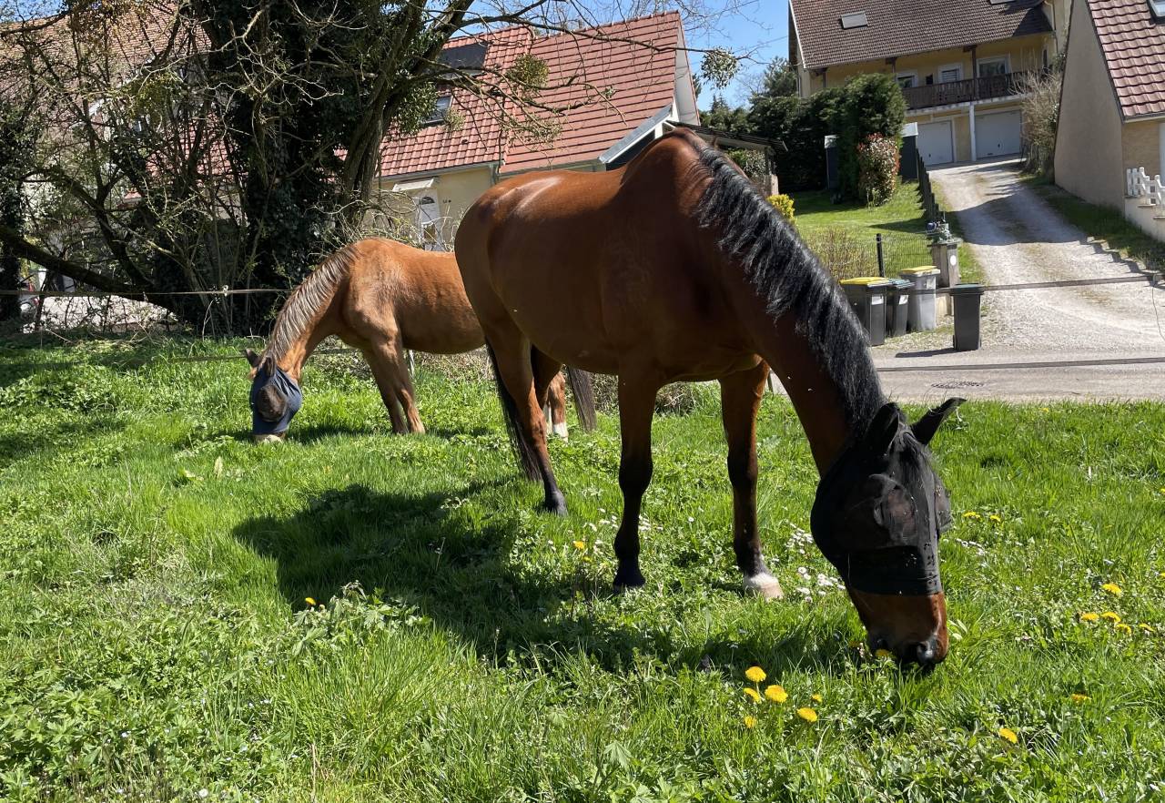 Bonita residencia ecuestre En venta Alto Saona