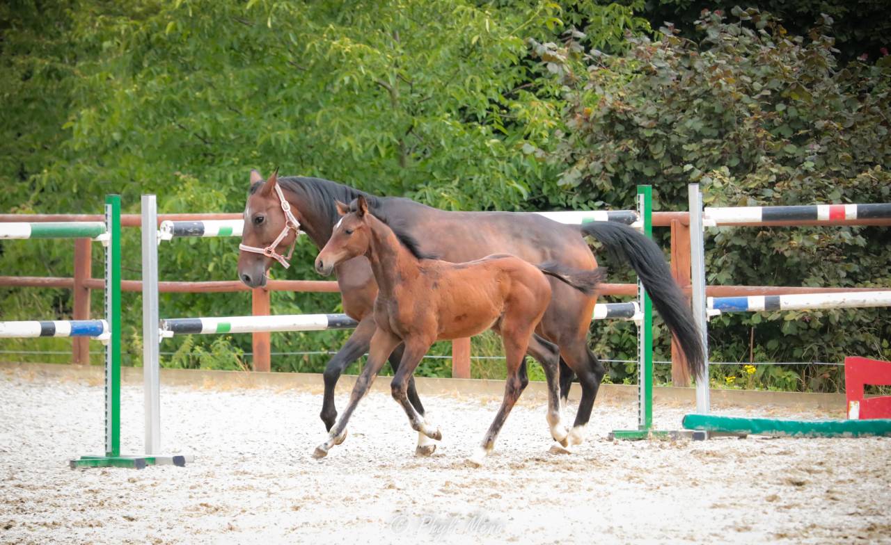 Potro Zangersheide En venta 2025 Bayo moreno por Jaguar d'hébène