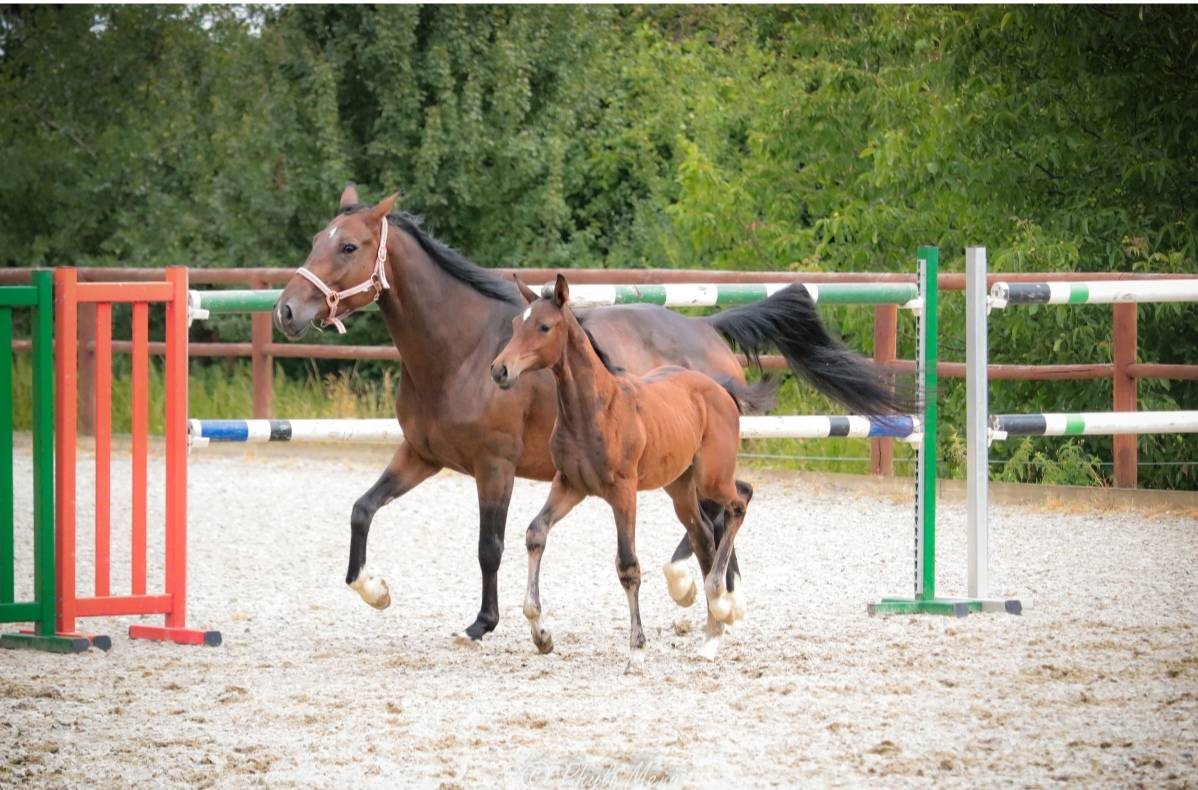 Potro Zangersheide En venta 2025 Bayo moreno por Jaguar d'hébène