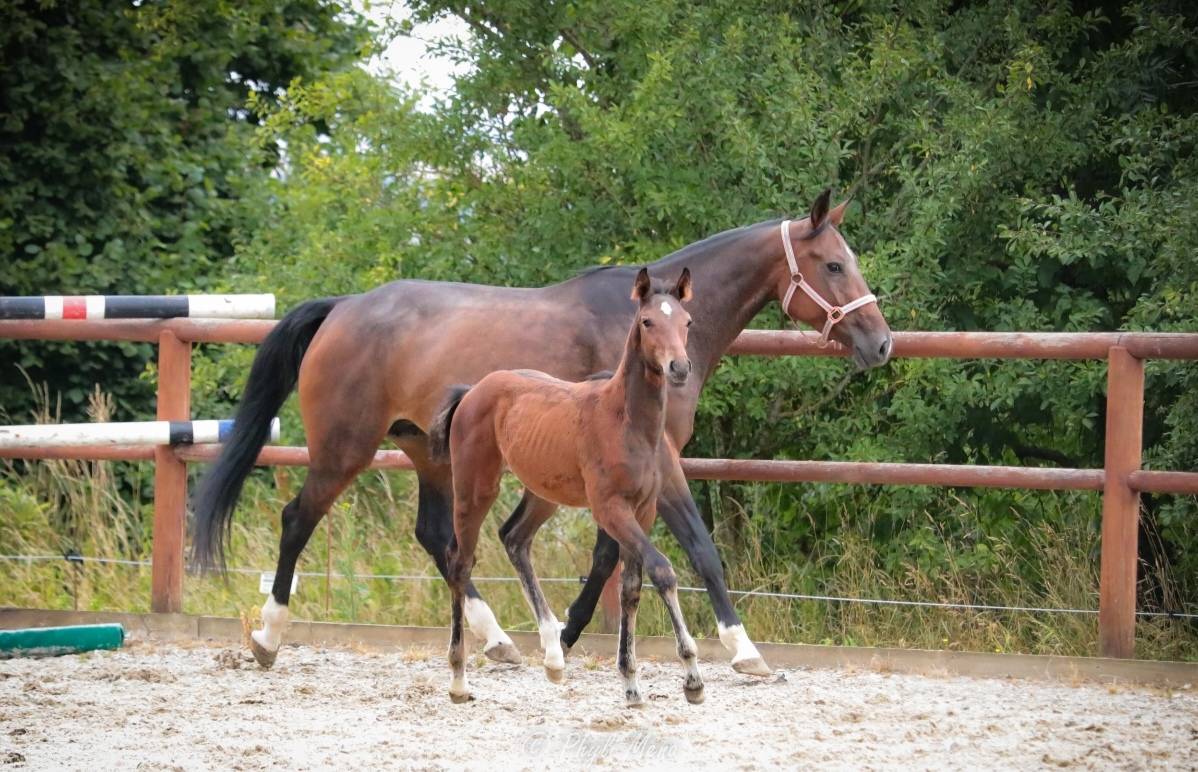 Potro Zangersheide En venta 2025 Bayo moreno por Jaguar d'hébène