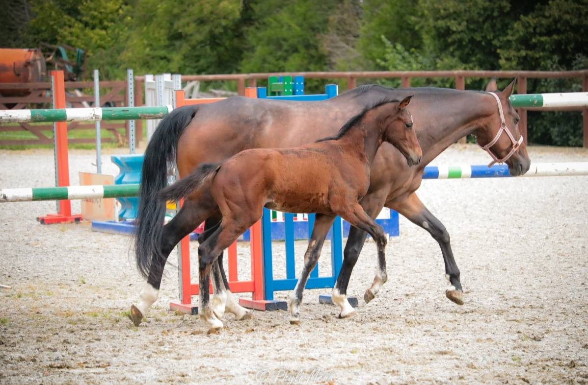 Potro Zangersheide En venta 2025 Bayo moreno por Jaguar d'hébène