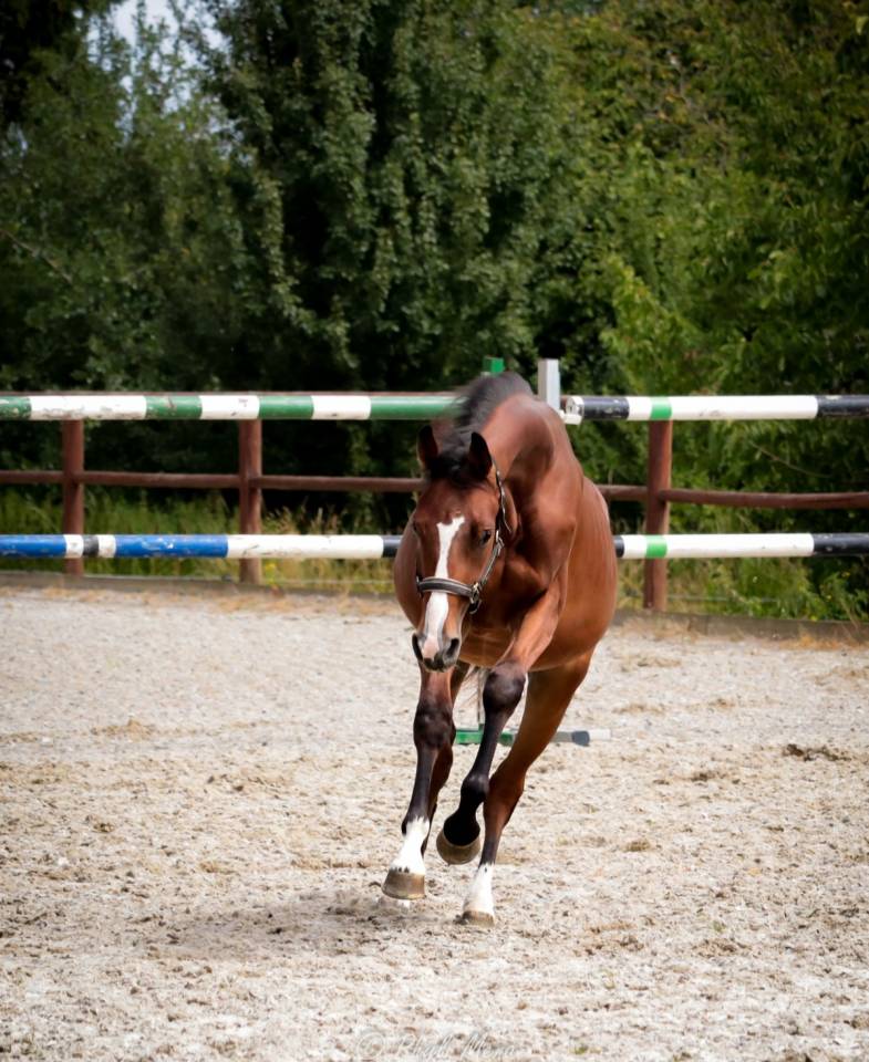 Caballo entero Silla Francés En venta 2023 Bayo moreno por Uncognito bois margot