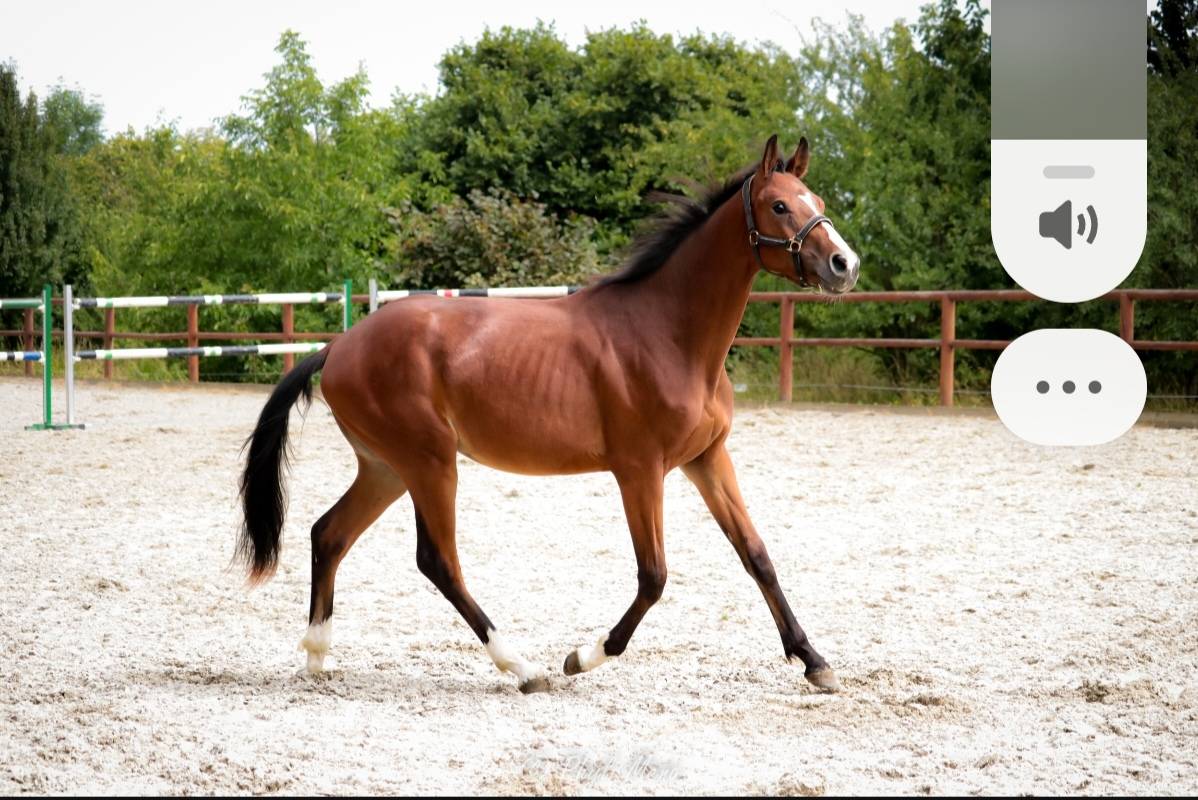 Caballo entero Silla Francés En venta 2023 Bayo moreno por Uncognito bois margot