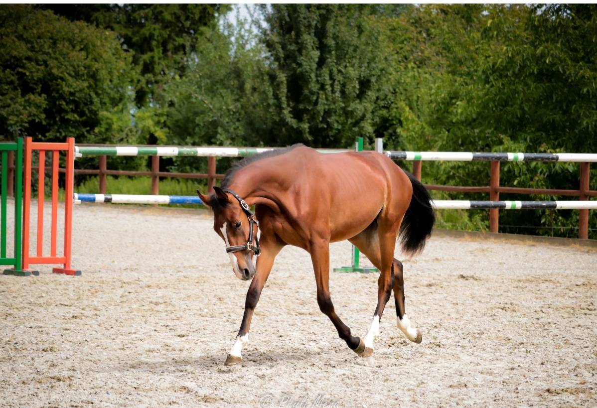 Caballo entero Silla Francés En venta 2023 Bayo moreno por Uncognito bois margot