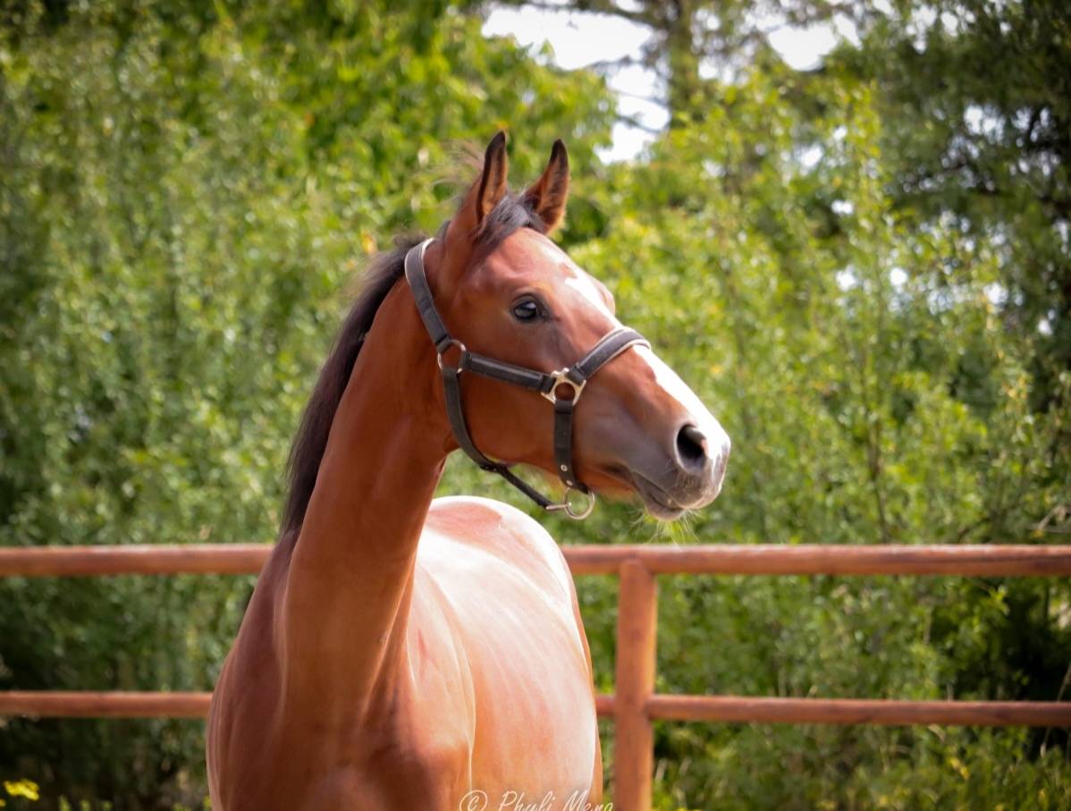 Caballo entero Silla Francés En venta 2023 Bayo moreno por Uncognito bois margot