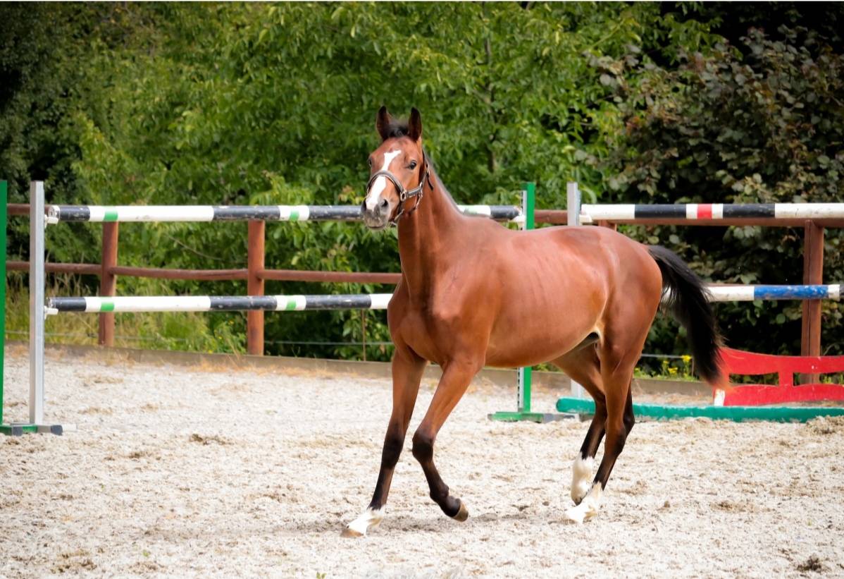 Caballo entero Silla Francés En venta 2023 Bayo moreno por Uncognito bois margot