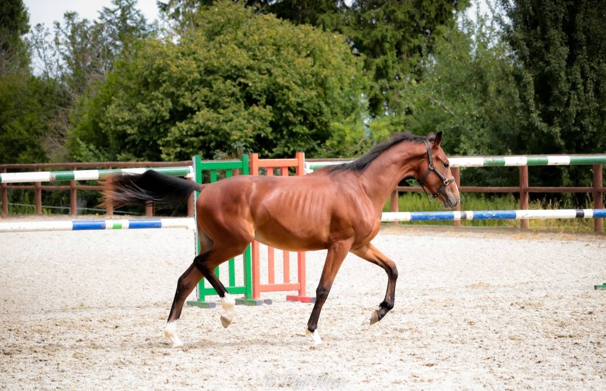 Caballo entero Silla Francés En venta 2023 Bayo moreno por Uncognito bois margot