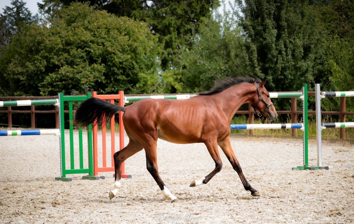 Caballo entero Silla Francés En venta 2023 Bayo moreno por Uncognito bois margot