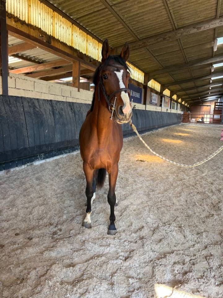 Caballo castrado Silla Franc&eacute;s En venta 2023 Bayo moreno por Uncognito bois margot