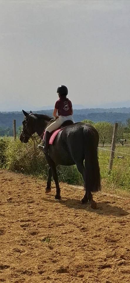 Yegua PRE Pura Raza Española En venta 2011 Negro