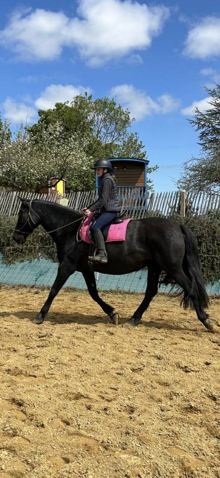 Yegua PRE Pura Raza Española En venta 2011 Negro