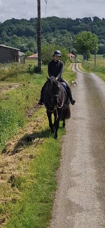 Yegua PRE Pura Raza Española En venta 2011 Negro