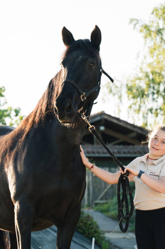 Yegua PRE Pura Raza Española En venta 2011 Negro
