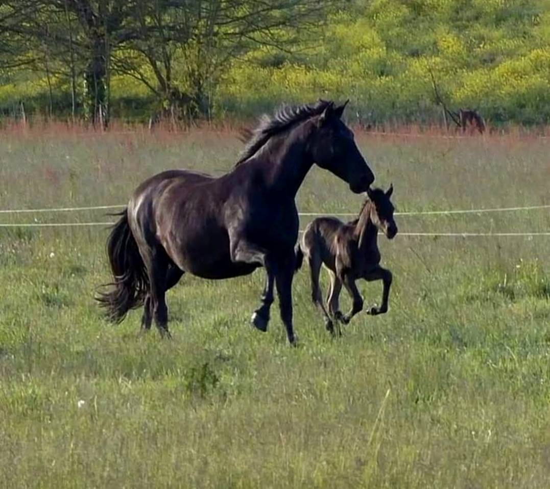 Yegua PRE Pura Raza Española En venta 2011 Negro