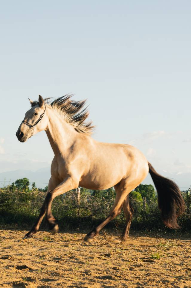 Potranca PRE Pura Raza Española En venta 2023 Isabelo