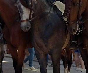 Caballo entero PRE Pura Raza Española En venta 2018 Tordo