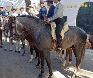 Caballo entero PRE Pura Raza Española En venta 2018 Tordo
