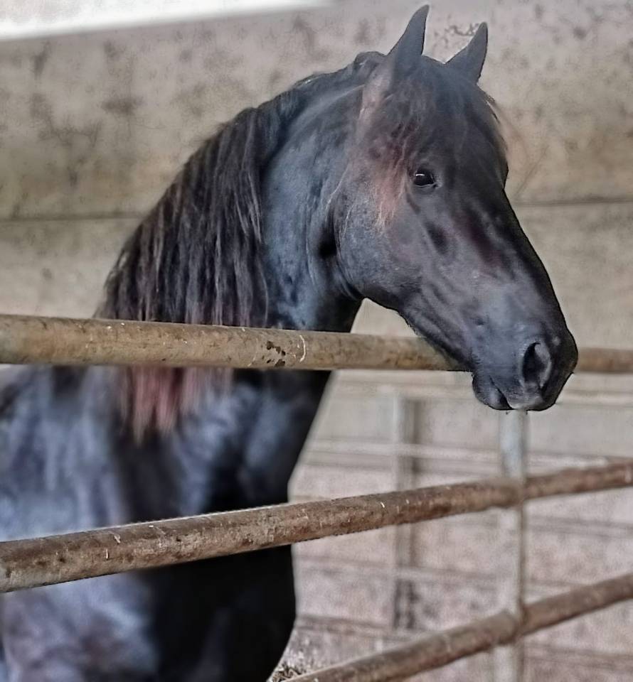 Hadès des sables  - Frisón 2022