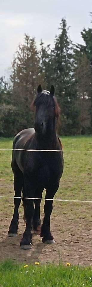 Hadès des sables  - Frisón 2022