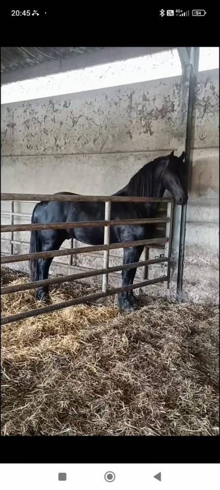 Hadès des sables  - Frisón 2022