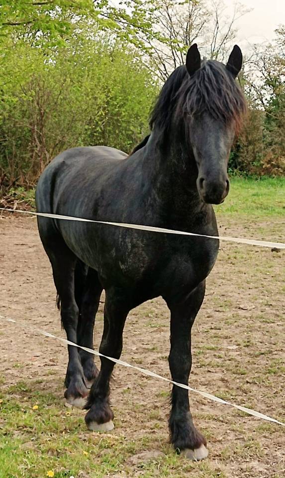 Hadès des sables  - Frisón 2022